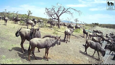 Waterhole Camera Sightings | Lalashe Mara Ripoi