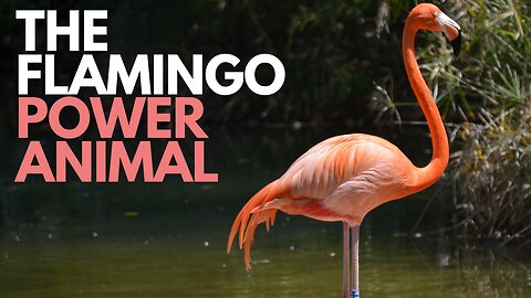 The Flamingo Power Animal