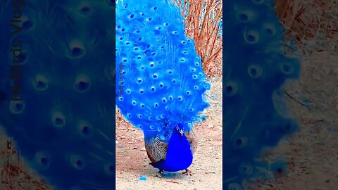 Blue Peacock Dancing /Beautiful Peacock Dance #peacock #shorts #shortvideo #viral