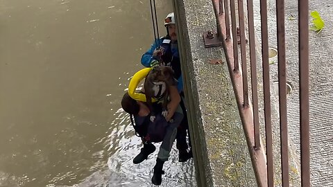 Firefighters save dog trapped in water under bridge