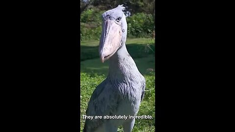 THIS IS THE SHOEBILL STORK! #shorts🤗🤗🤗
