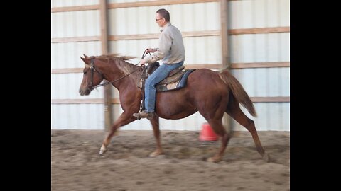 AQHA Brew Me A Cup **SOLD**