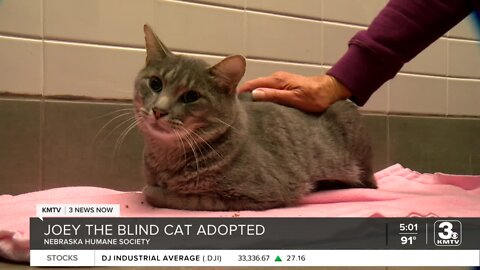 Cat found in Bellevue with heatstroke has been adopted