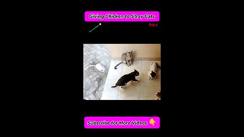 Giving Chicken to Hungry Stray Cats | Funny cat videos 2024