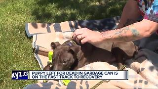 Puppy left for dead in garbage making remarkable strides in his recovery