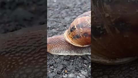 Slooow Snail