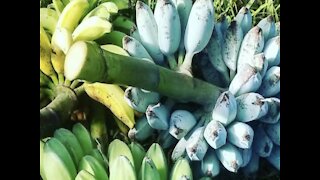 BLUE BANANAS! People from all over the world are traveling to Arizona for a tree - ABC15 Digital