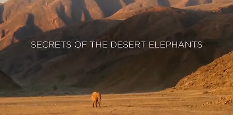 Life of Elephants In Sahara