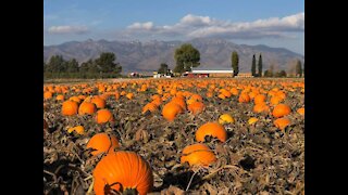 PUMPKIN PATCH! Where you can pick your own produce in Arizona - ABC15 Digital