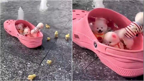 Cute Tinny dogs and chicks enjoying in a shoe