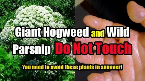 Giant Hogweed and Wild Parsnip Do Not Touch