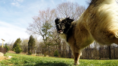 Dog does 'happy feet' dance for walk time
