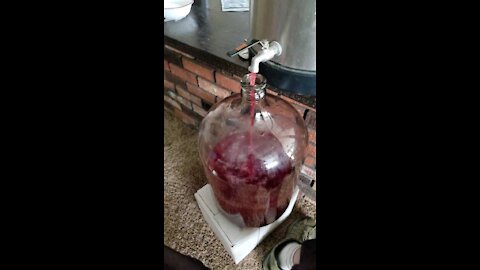 Transferring blackberry wine into a carboy part one