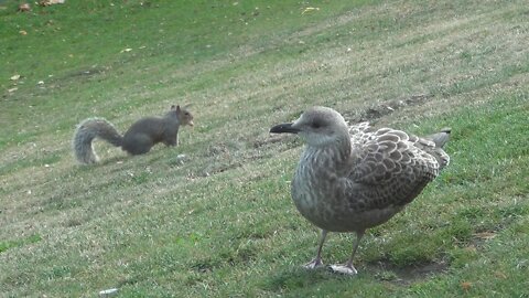 Squirrel VS Seagull in the park