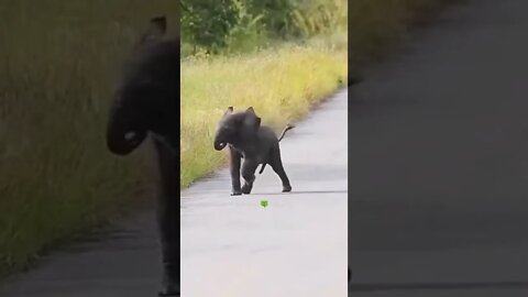 हाथी का बच्चा क्या कर रहा है😱Adorable Baby Elephant👈