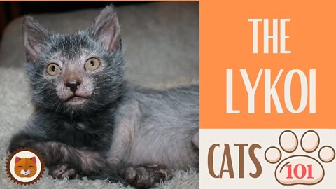 🐱 Cats 101 🐱 LYKOI CAT - Top Cat Facts about the LYKOI