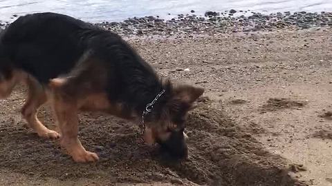 Puppy ecstatic to be digging holes at the beach