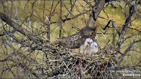 Rodger's Place-A Curious Owlet 🦉 4/19/22 09:36