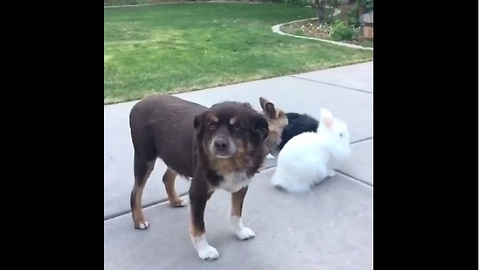 Jealous dog intentionally photobombs bunny video