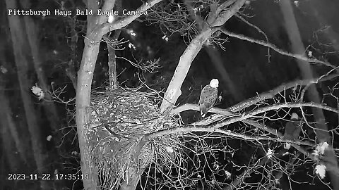 Hays Eagles Mom first time Roosting in Nest Tree with V 11.22.23