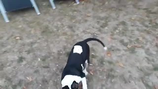 High energy dog can't stop doing zoomies