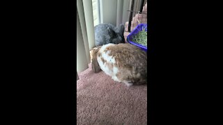 Bunny nods off to sleep until friend wakes him up!