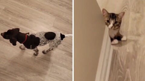 German Shorthaired Pointer's Instincts Kick In When She Sees Kitten