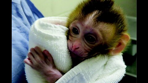 Baby Monkey Drinking Milk With Big Milk Bottle| Good Health Lyly Sleep Milk