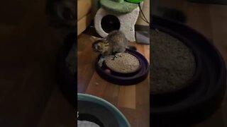 WILD Turbo Kitten on Turbo Scratcher