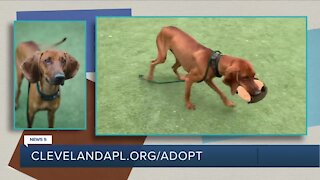 Cleveland APL Pet of the Weekend: A coonhound named Jumparoo