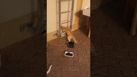 Funny Cat fight | | Adorable and Funny Cats 2022