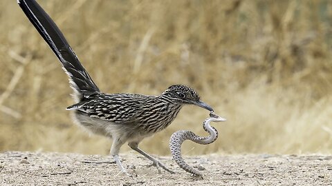 Predator vs Prey: Rattlesnake and Roadrunner Bird Face Off