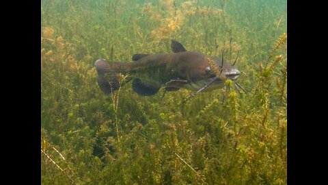 Bullhead Hornpout while Diving & Metal Detecting