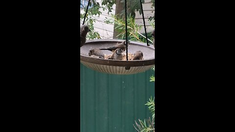 beautiful double-barred finches and spectacular Rainbow Lorikeet