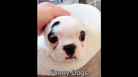Funny Dogs Moment #shorts 😂🤣🤣🤣❤️❤️👀