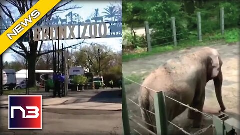 A Group Claimed This Zoo Elephant Is A Human, Here’s How…