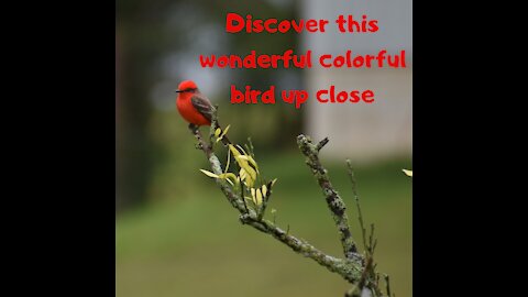 Discover this wonderful colorful bird up close