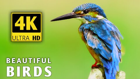 Amazing Wild Animals 4K ULTRA HD • Nature Sounds Relaxing Music with Birds Chirping