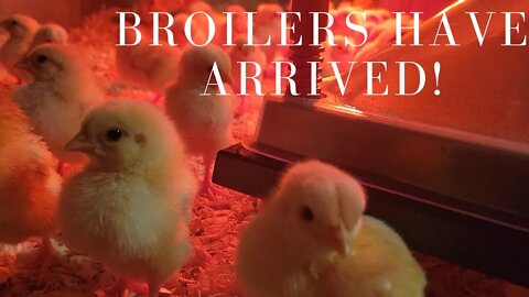 The Broilers Have Arrived! Updates & Important Info | Adventures In Reality