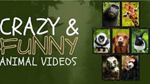 Best Funny Animal Videos of the year (2023)