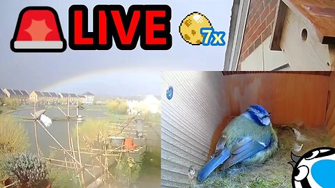 🚨20/04/23🏴󠁧󠁢󠁥󠁮󠁧󠁿Bird Nest Box Seven Eggs (Abandoned nest?) - Suburban Blue Tit Egg Laying Stage