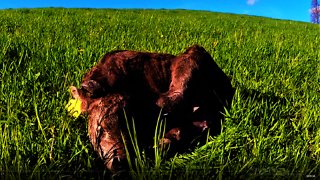 Newborn calf tries to sleep in adorably awkard position