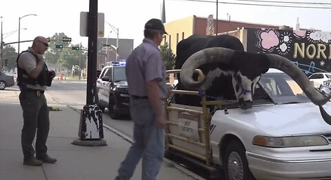 Nebraska police pull over man with ‘Watusi bull’ riding shotgun…