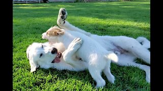 Ares Jack Russell Terrier vs Pyrenees Lab