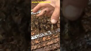 Bees Attacking a New Queen Bee