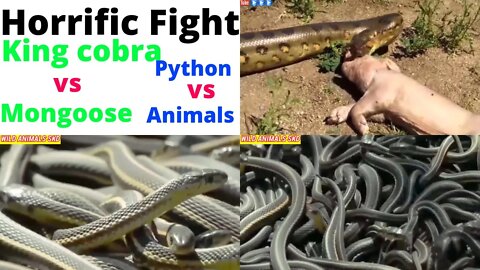 The Terrible Battle King Cobra vs Mangoose ||@TOP ANIMALS