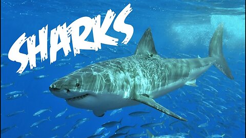 All About Sharks for Children: Animal Videos for Kids