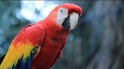 The scarlet macaw can be found from southern Mexico to Peru