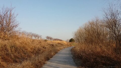 I walk along the beautiful reed forest path connected to the bicycle hill road