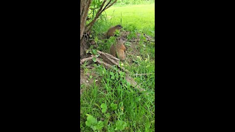 Baby Gophers